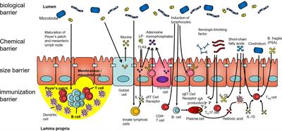 “Liver–gut” axis: A target of traditional Chinese medicine for the treatment of non-alcoholic fatty liver disease